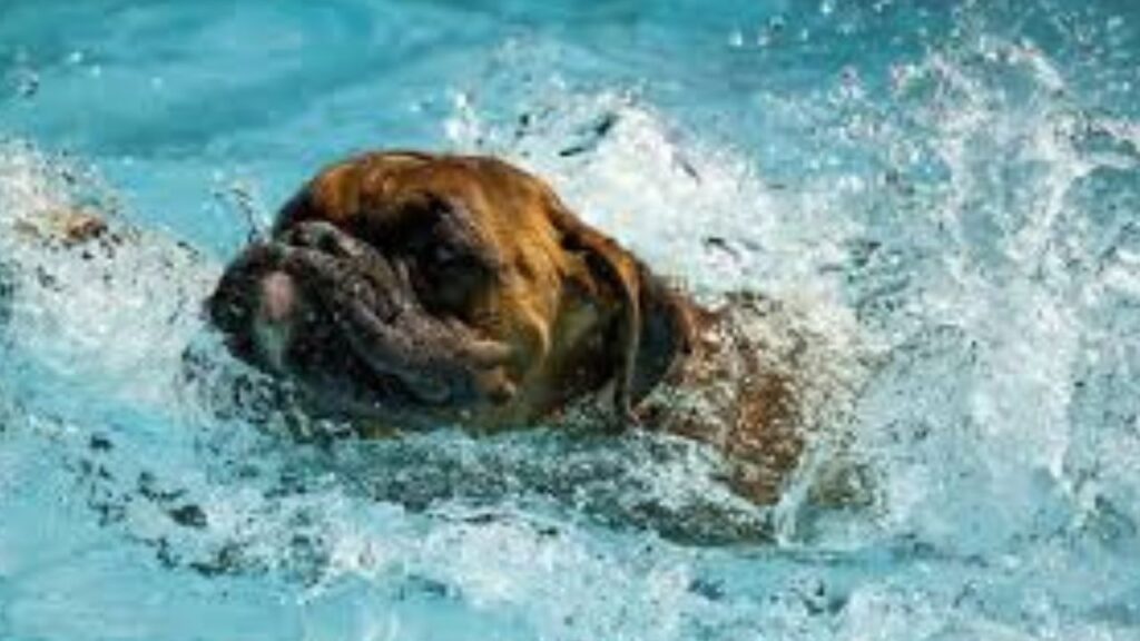 Las mejores piscinas para perros